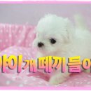 땡