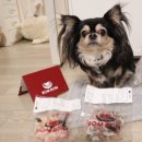 봄봄 | 우리 강아지밥안먹을때 봄봄코리아 수비드식단 후기