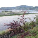 부리(원두물)