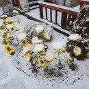 지니펜션2 이미지