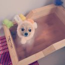 살롱드 펫 이미지