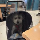 로젯펫 트레이닝 센터 네이버블로그