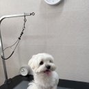 펫살롱 귀요미 | 말티즈 미용 후기 ♥ 부산 화명동 애견미용 라무라무펫살롱에서 예쁘게 변신