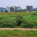 내강리 강촌 이미지