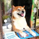 어서오개 이미지