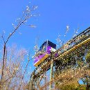 고래문화가 있는날 | 울산 매화 어디가 예쁠까? 장생포 고래문화마을 홍매화 개화 현황 포토존 위치