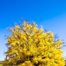 만의골로 이미지