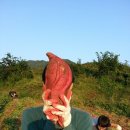 규남농장 네이버블로그