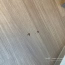 로얄 | 휘닉스 스노우파크 리조트 │ 블루동 스카이 로얄 후기