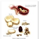 나만 애 동물병원 이미지