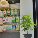 독한마캣 이미지