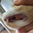 태일동물치과병원 이미지