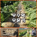 (텃밭/231123) 무 수확 이미지