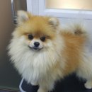 마곡나무 동물병원 이미지