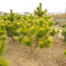 황금소나무농원 이미지