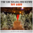 산타크로스골프장 | 제주 보롬왓 크리스마스 팝업 11월 12월 야간개장