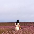 가 남 | 발랑솔 라벤더, 베르동 협곡 수영 후기와 꿀팁 | 남프랑스 여행 마이리얼트립 얼리버드 쿠폰 정보