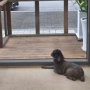 강아지를 부탁해(돌봄) 이미지