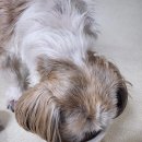 행은목장 | 강아지 우유 행소행댕 펫밀크에 밥 말아주면