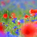 용수골꽃양귀비축제 이미지