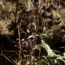 떡사랑떡집 이미지