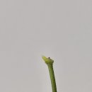 파르테