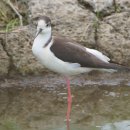 동박새우는집 | 22.04.14-15 제주도 탐조 후기 -3편-