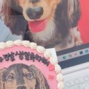 댕파티셰 이미지