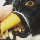 강앤정 동물병원 이미지