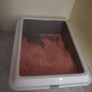 야옹하다 이미지