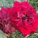 로드헨