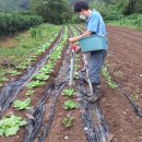 배추 비료주기 이미지