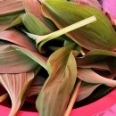 장안산 봄나물 축제 이미지