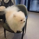 더예쁘개 이미지