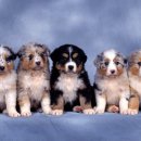 이쁜강아지 이미지