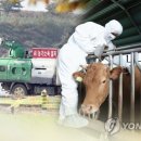 천서농장 연합뉴스