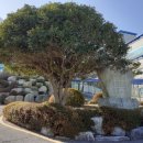 선구자 시비 이미지