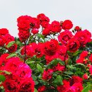 장미공원 주차장 이미지