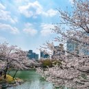 중리천로113번길 | 봄나들이 이천 가볼만한곳 설봉공원 안흥지 벚꽃