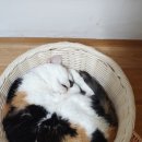 염이네집