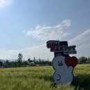 5월 김해 가볼만한곳 &lt;조만강 청보리밭&gt;방문후기, 주차장, 위치 공유