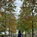 하송안길 | 영월 하이힐링원 1박2일 숙박 후기 🌲🌿💚 (해먹체험, 요가체험, 공방체험) + 영월서부시장 먹부림 🍗☕️