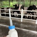 평새말목장2 | [충남 예산] 아이와 함께 30만평 초원에서 즐기는 목장체험! "아그로랜드 태신목장" 방문기