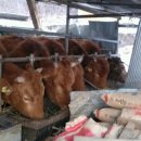 정선베다니자연농장 이미지