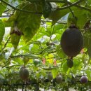 두리 농장 이미지