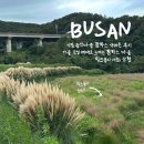 광산마을 | 기장 광산마을 팜파스 다녀온 후기 : 가을 감성 제대로 느끼는 팜파스 마을, 핑크뮬리 개화 상황