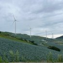 153광부닭사리 이미지