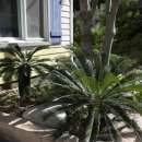 야자수펜션 스파오션뷰 이미지