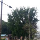 신정호길 이미지