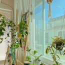 봄맞이 마크라메 식물플랜트 이미지